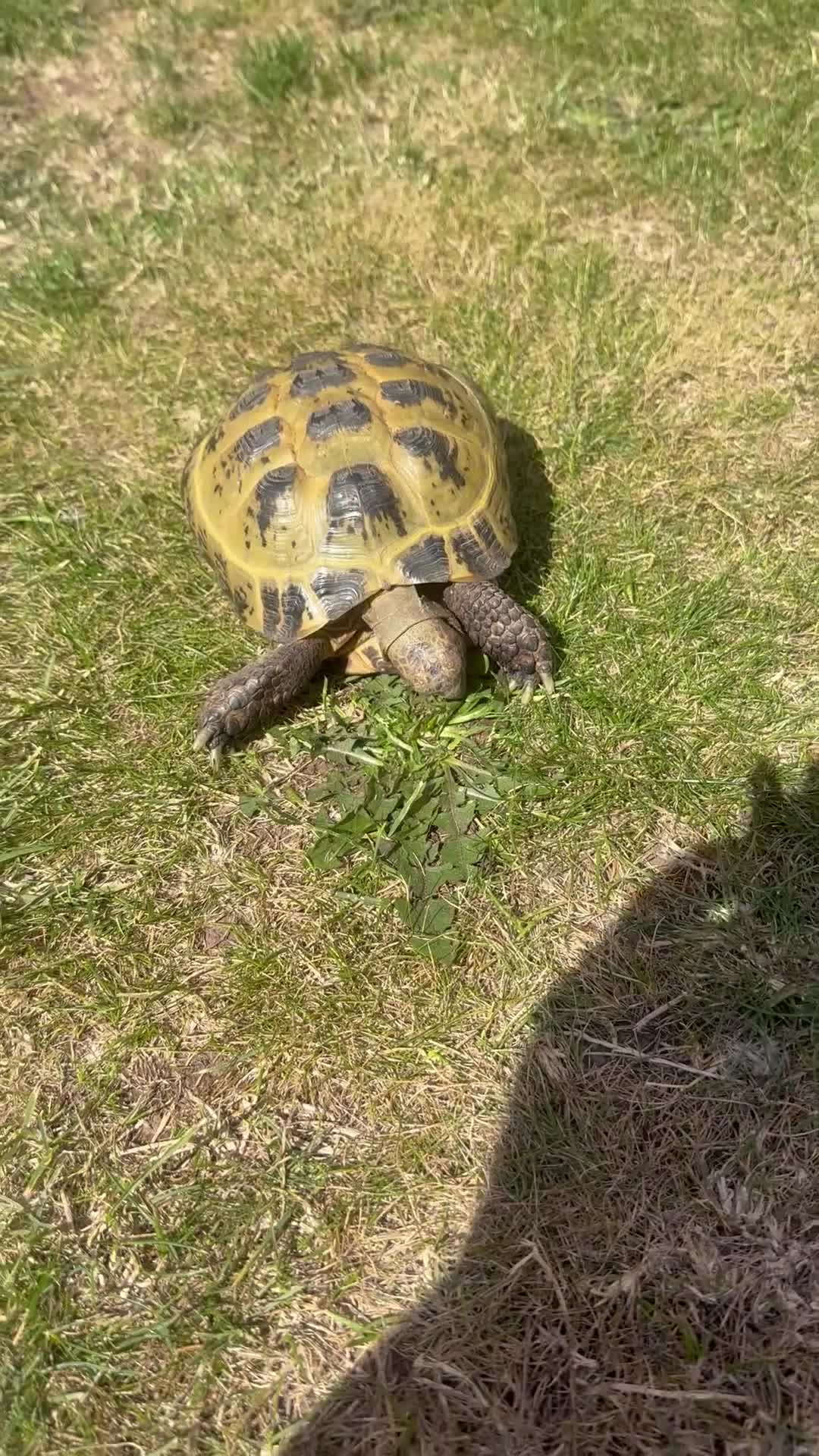 Tortoise reptiles for sale: Tortoise for sale  - Video 1