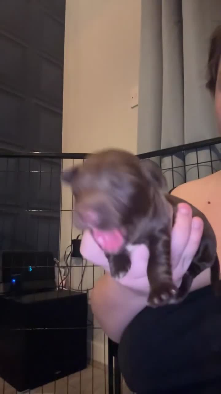 Cocker Spaniel dogs for sale: Cocker spaniel puppies - Video 1