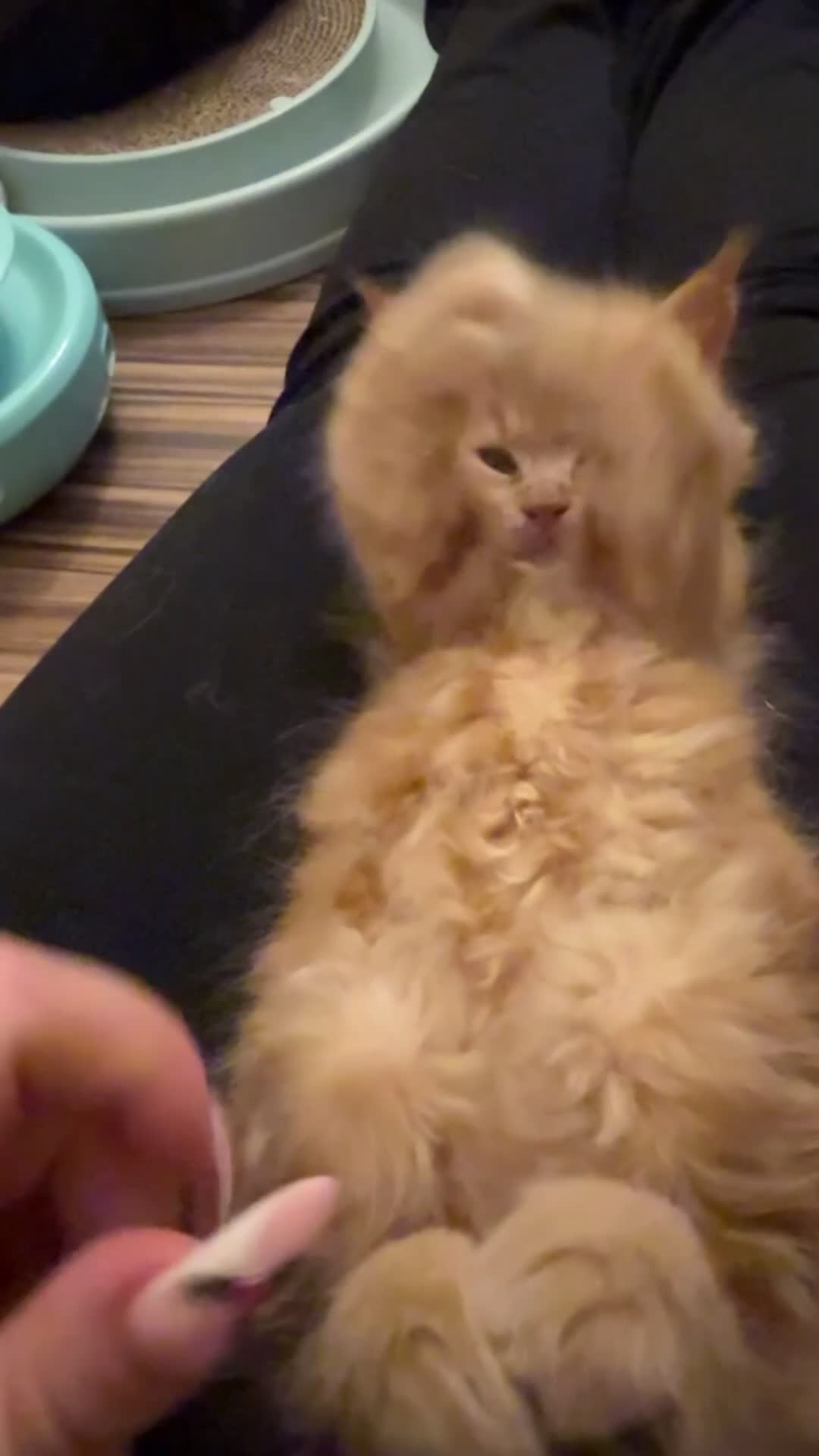 Maine Coon cats for sale: Beautiful Maine Coon Kittens - Video 1