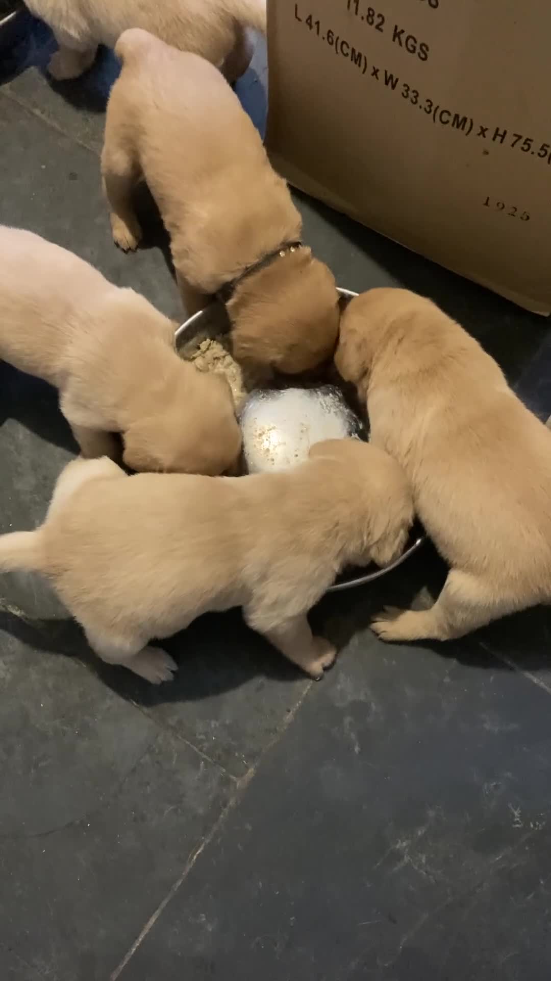 Goldador dogs for sale: Goldador  - Video 1