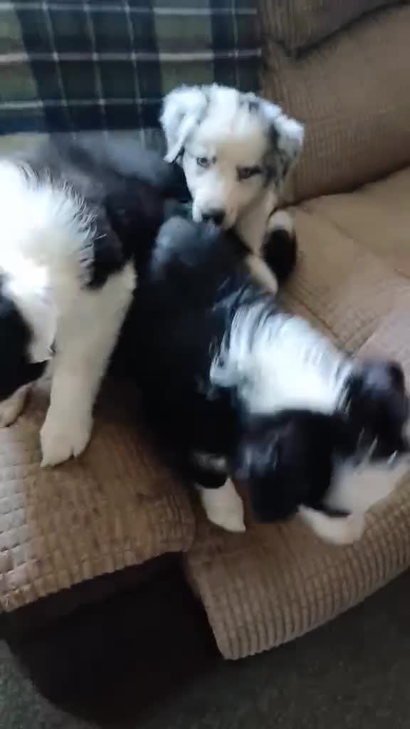 Border Collie dogs for sale: Beautiful border collie puppies  - Video 2