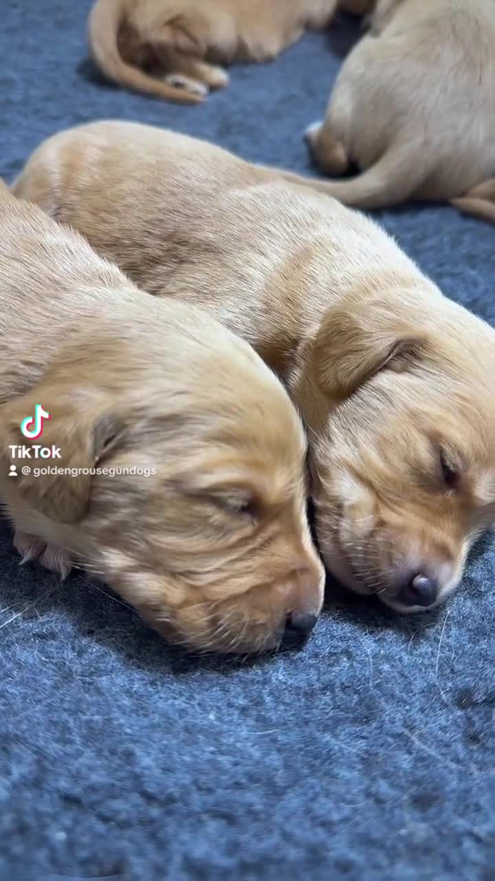 Cockerdor dogs for sale: Beautiful Deep Red Cockerdors DNA Clear - Video 1