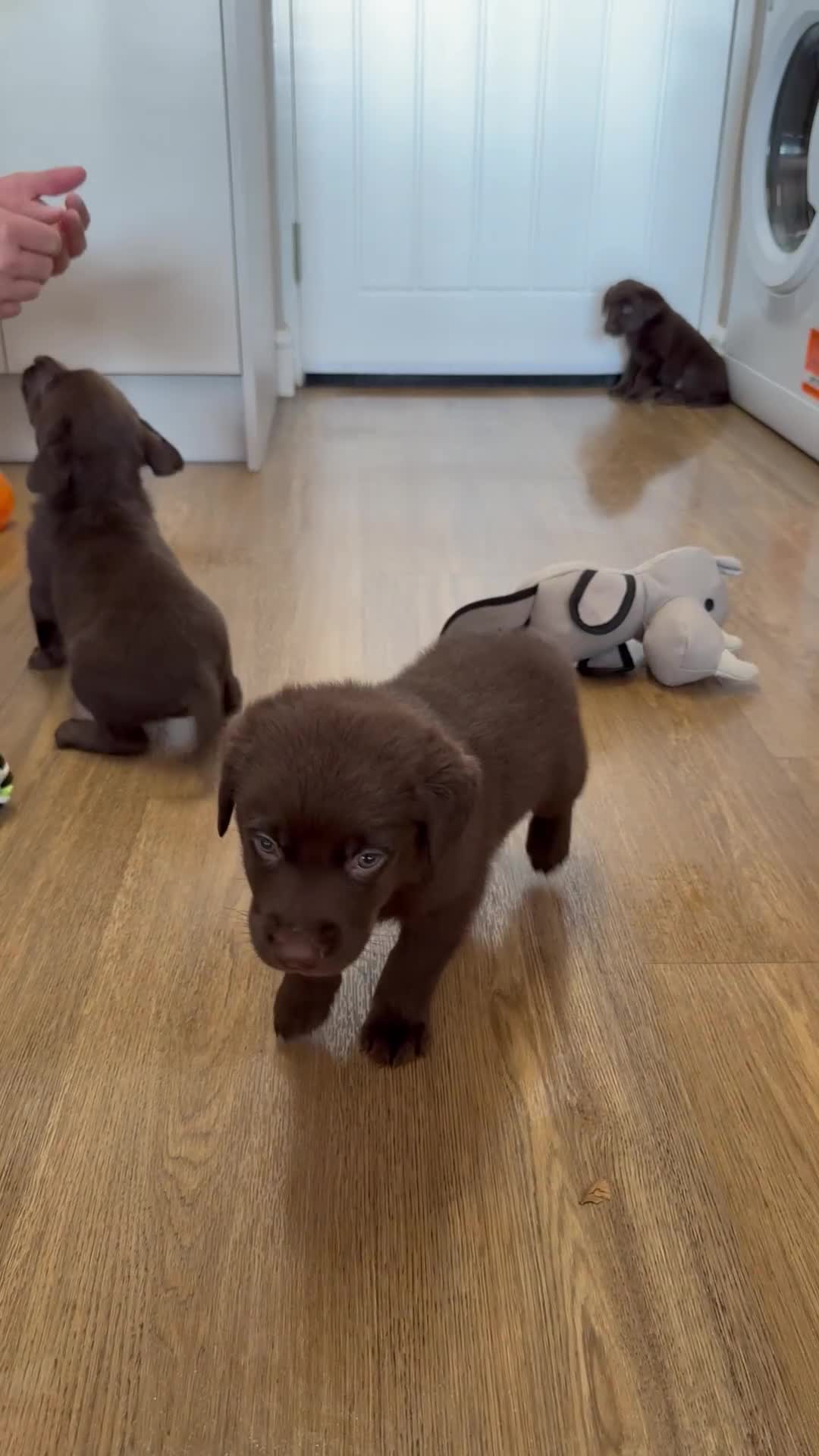 Labrador Retriever dogs for sale: Chunky chocolate labradors  - Video 3