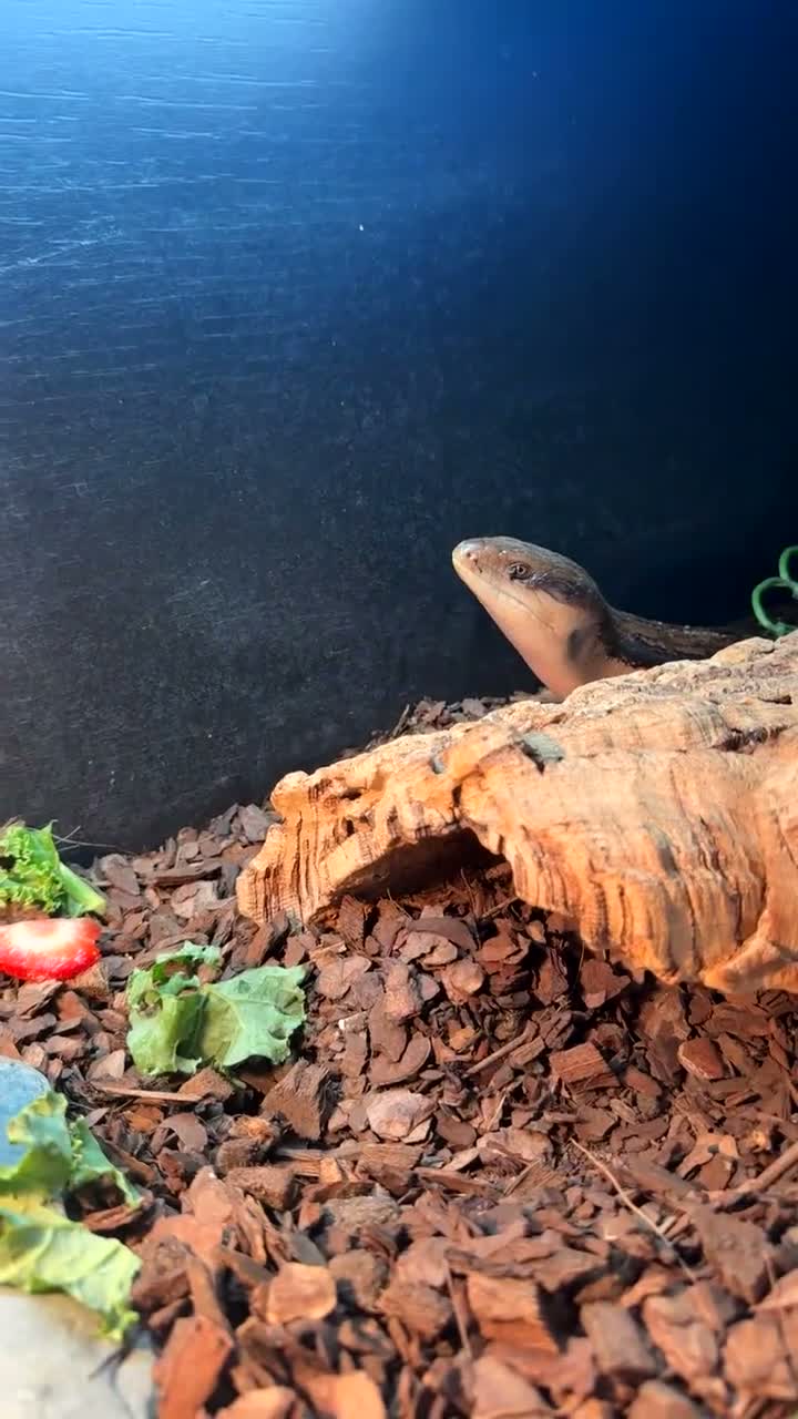 Skink reptiles for sale: Male blue skink lizard  - Video 1