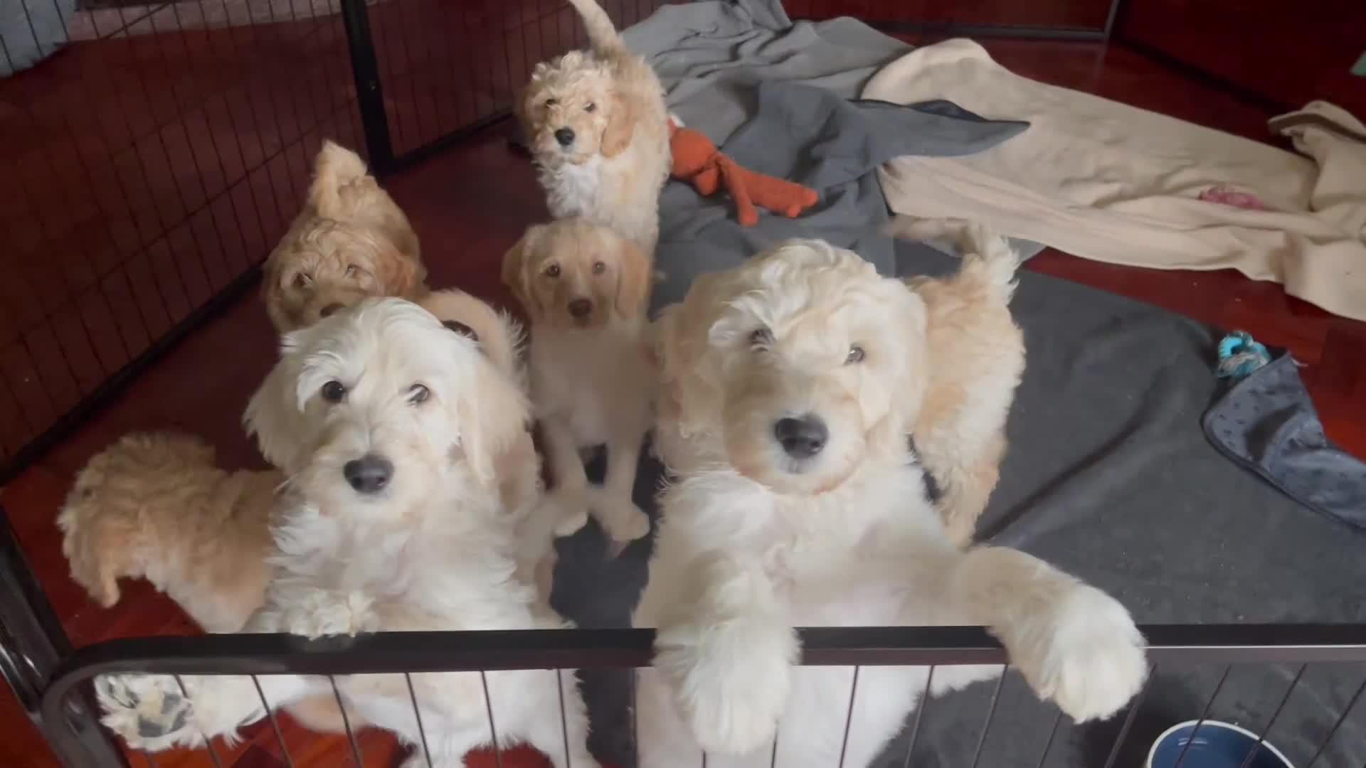 Labradoodle dogs for sale: Multigen Mini Labradoodle Puppies Available Now - Video 1