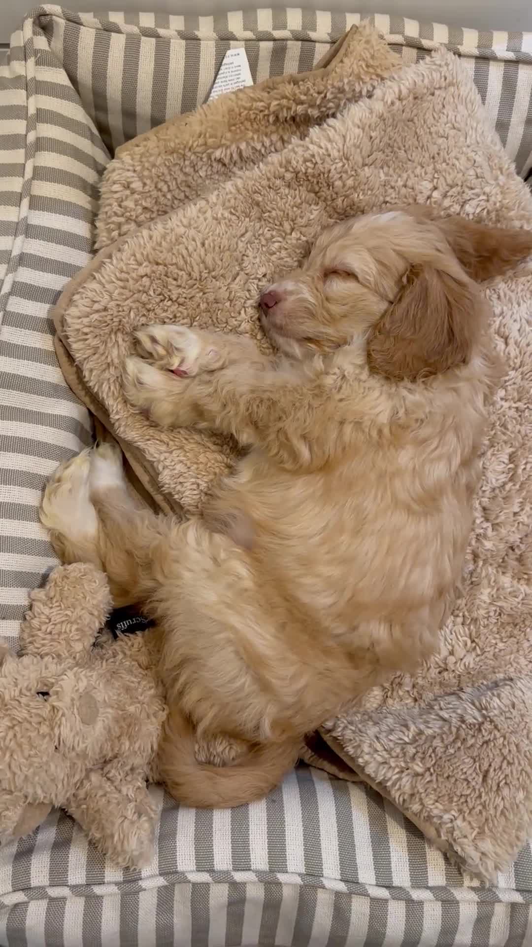 Cockapoo dogs for sale: Golden Cokerpoo - Video 1