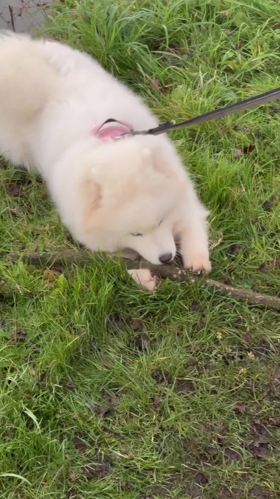 Samoyed dogs for sale: 🐾 Beautiful KC Registered Samoyed – 7 Months Old - Video 3