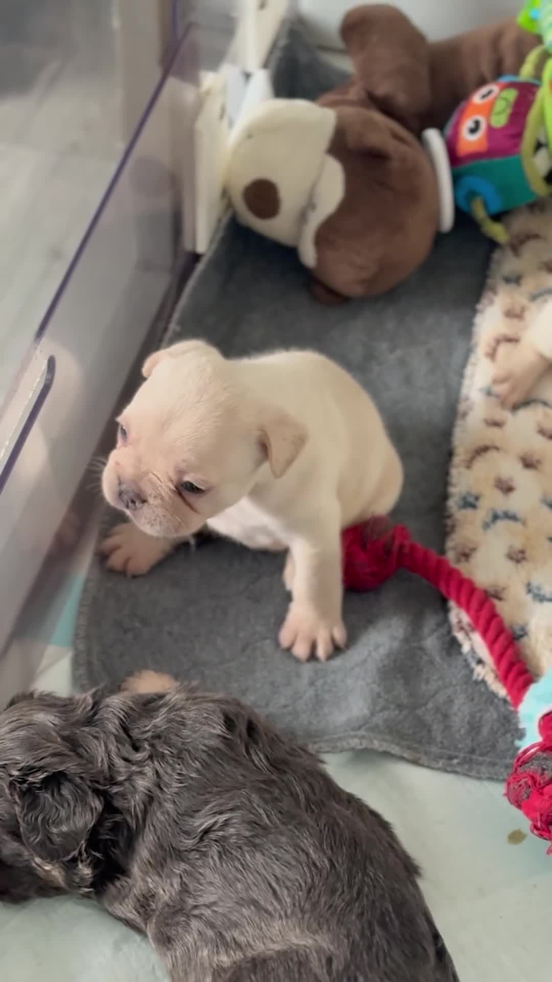 French Bulldog dogs for sale: Stunning French bulldog puppies  - Video 3
