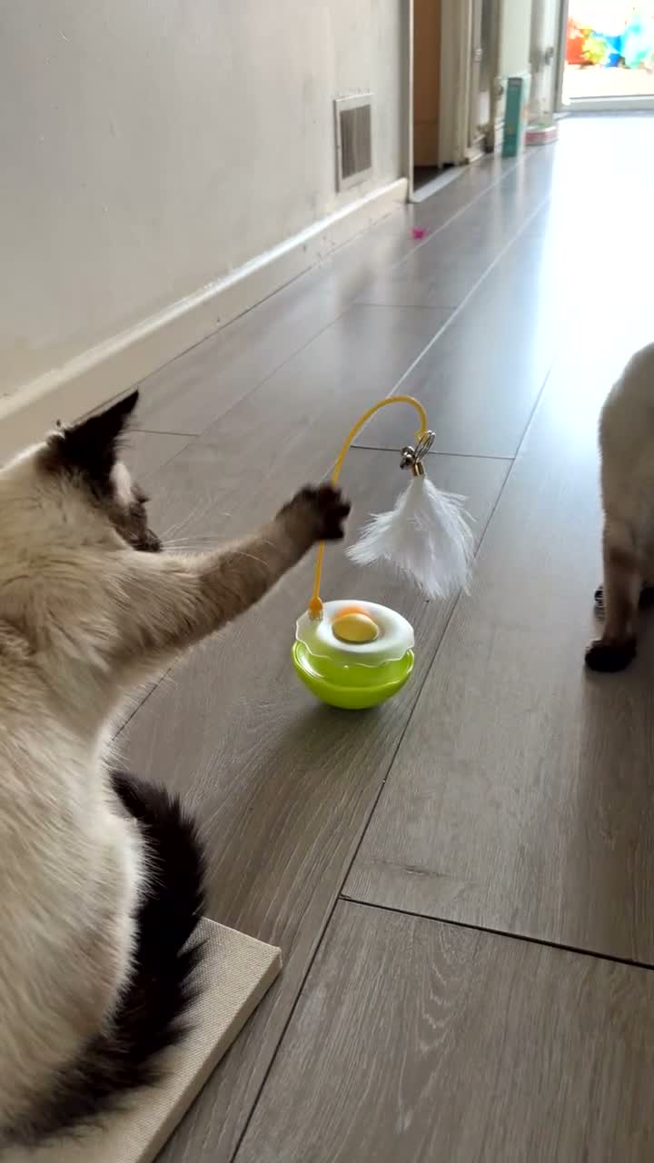Siamese cats for sale: 2 beautiful Siamese kittens up for sale in Ashford - Video 4