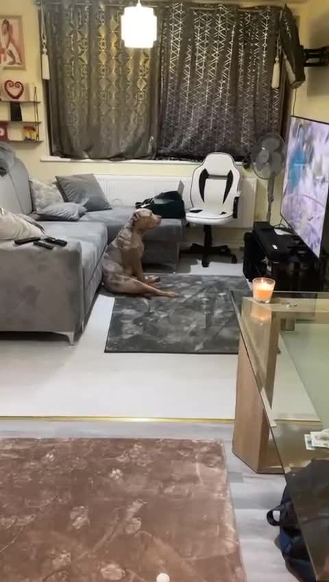 American Bulldog dogs for sale: MOSAIC - Video 1