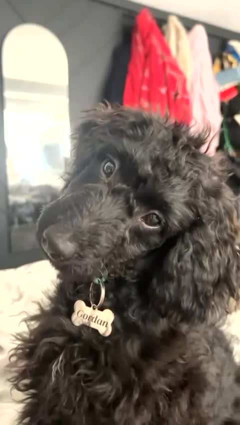 Miniature Poodle dogs for sale: Gordon in Sheffield - Video 1