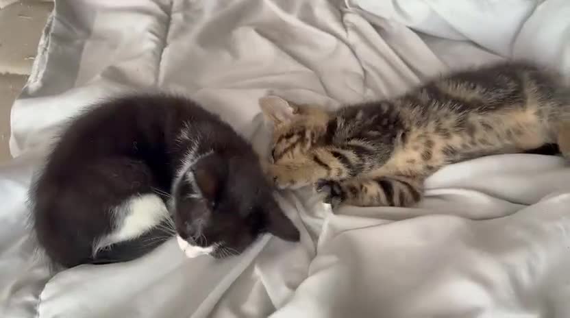 Mixed Breed cats for sale: 7 adorable kittens ready for a new home - Video 2