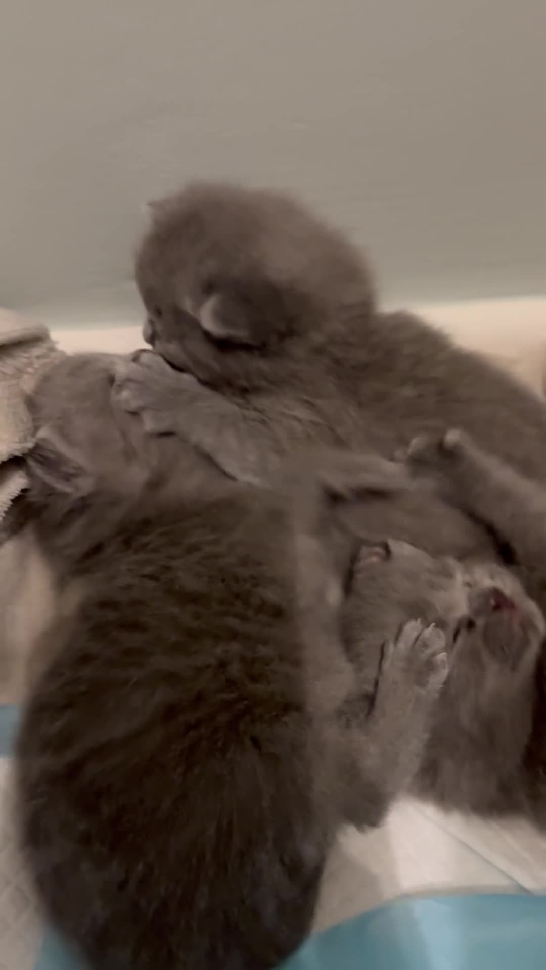 British Shorthair cats for sale: British Shorthair Kittens - Video 1