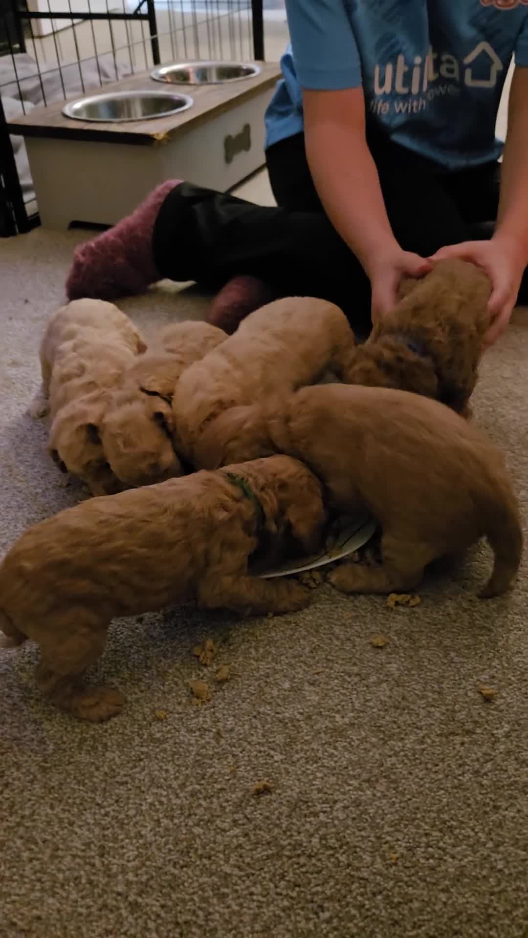 Cockapoo dogs for sale: 6 male Cockapoo puppies. Ready 13th Jan.  - Video 2