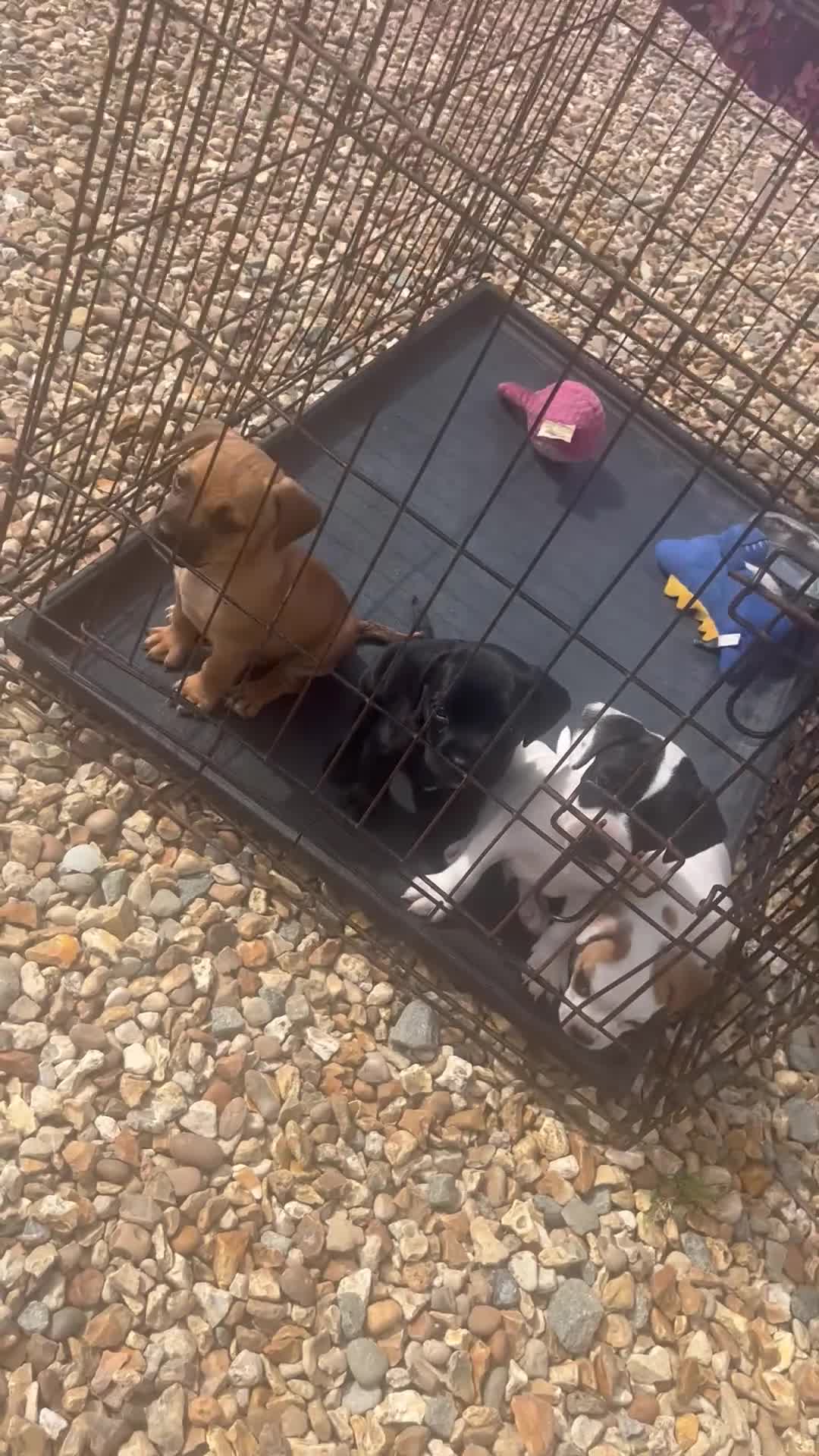 Mixed Breed dogs for sale: Jack russel x french bulldog puppies for sale - Video 1