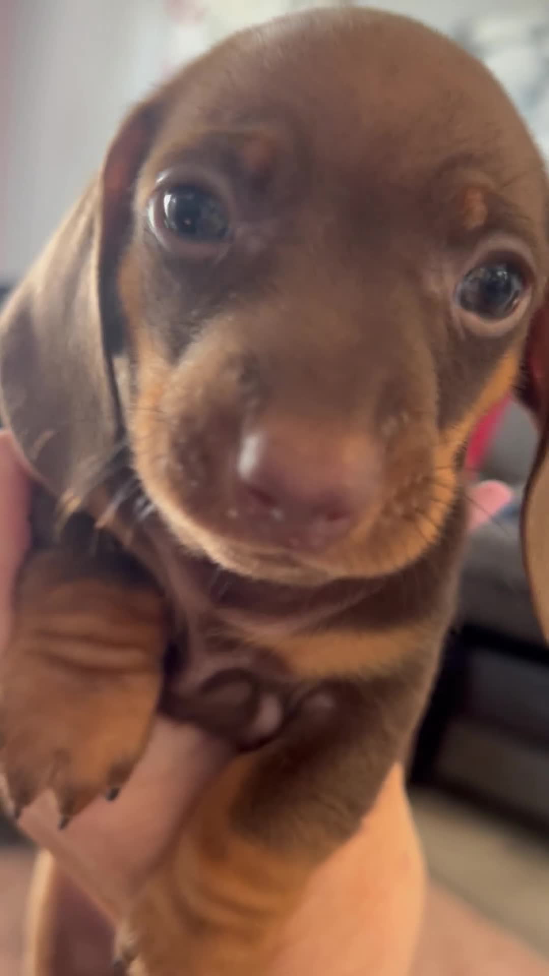 Dachshund dogs for sale: Delilah’s puppies - Video 1