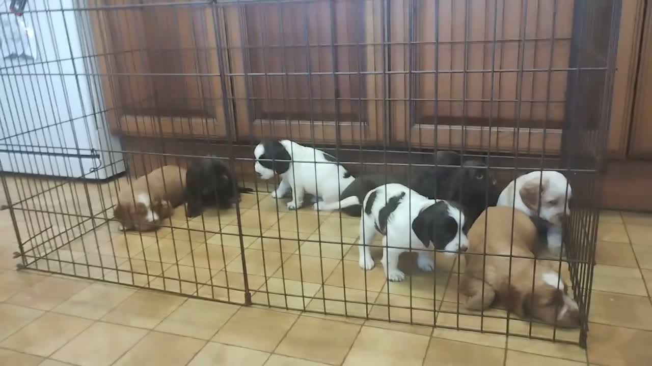 Cocker Spaniel dogs for sale: Cocker Spaniel Puppies Top Quality - Video 1