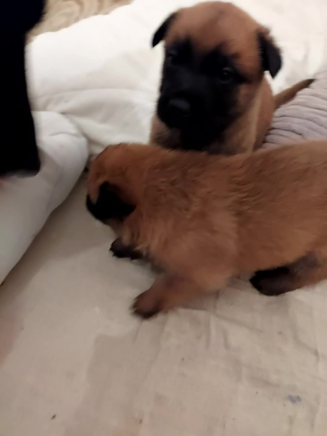 Belgian Shepherd Dog dogs for sale: Belgium malinois pups dad kc regged  - Video 1