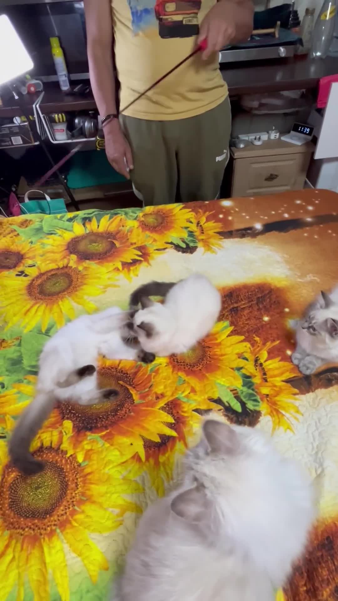 Ragdoll cats for sale: 🐈❗️Adorable 1 Girl and 2 Boys Left 💕 - Video 3