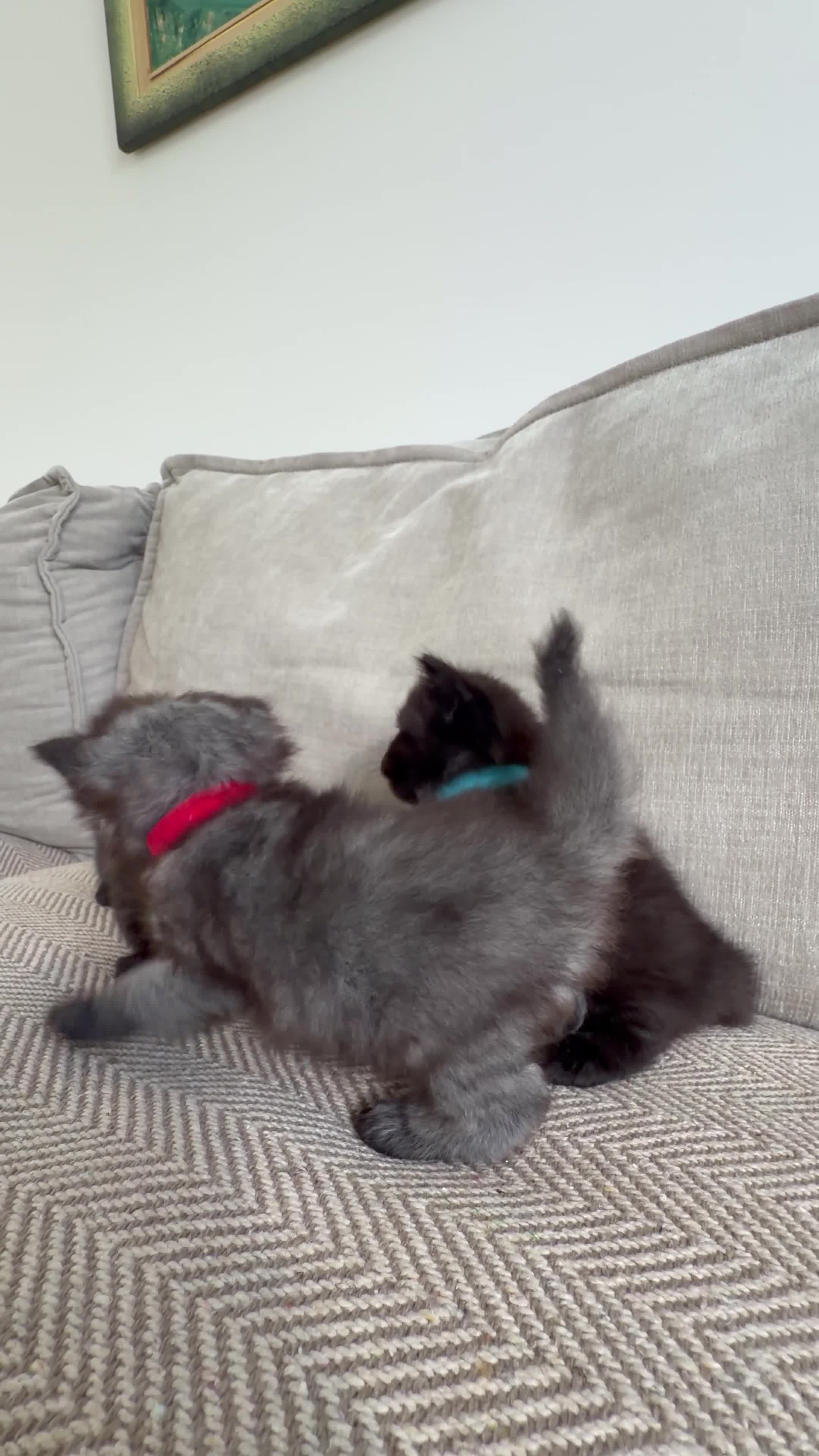 British Shorthair cats for sale:     Beautiful British Shorthair Cross Kittens - Video 2