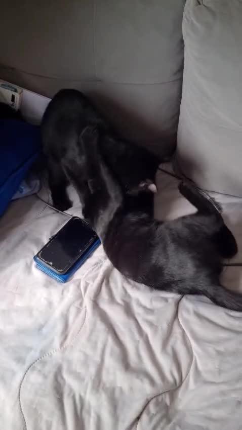 Domestic Shorthair cats for adoption: Marmite & Alberto - Adopt Cats in Crisis East Ldn - Video 1
