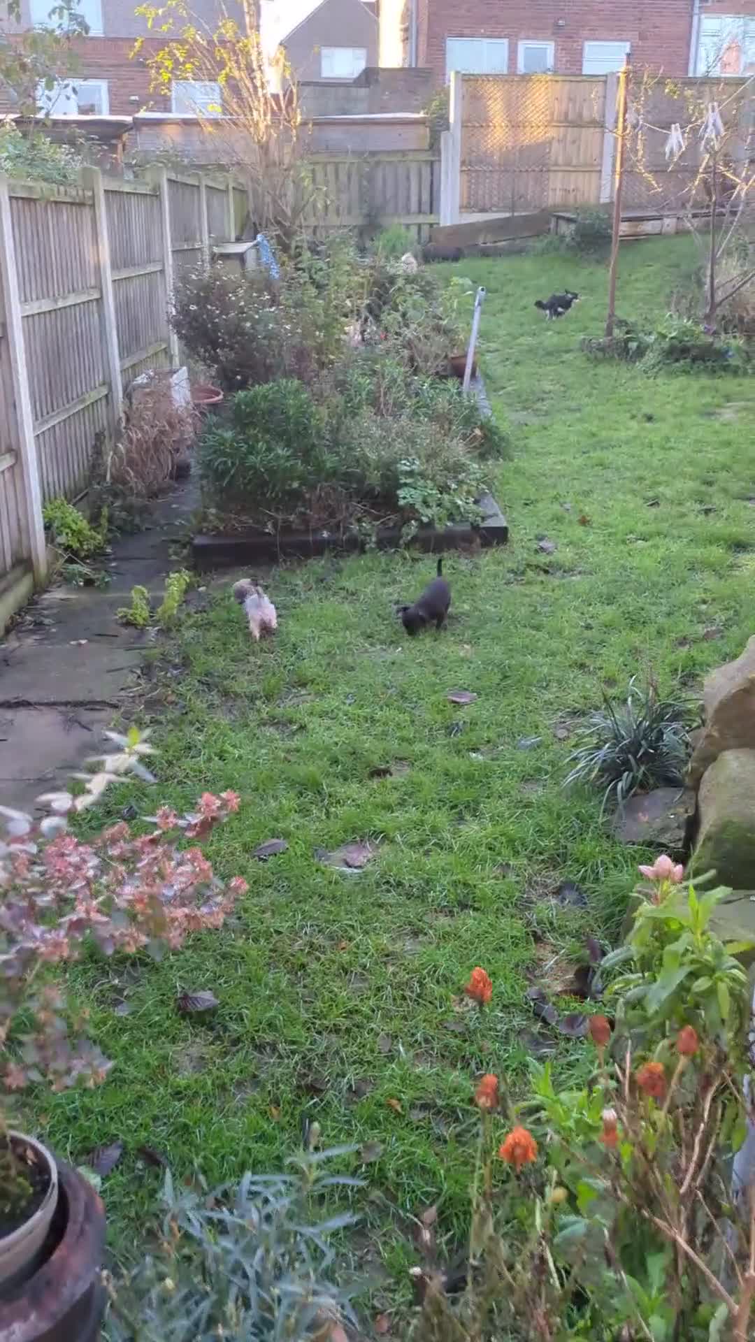 Chipoo dogs for sale: Non shed, health tested  chipoo girl - Video 3