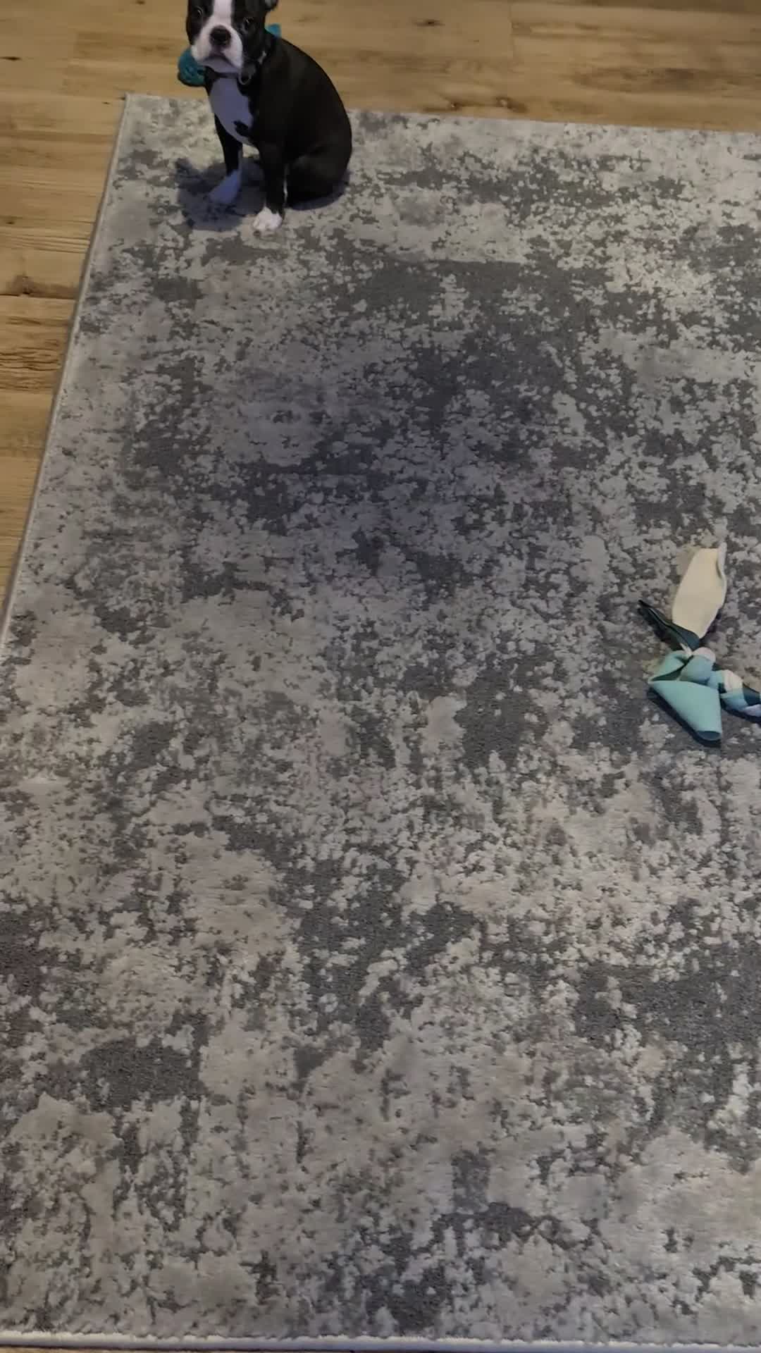 Boston Terrier dogs for sale: SOLD** - Video 2