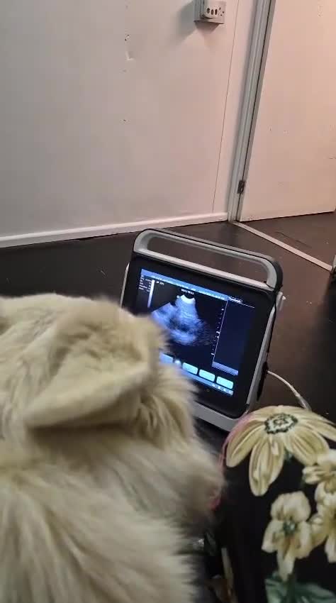 White Swiss Shepherd dogs for sale: Expected KC white Swiss shepherd litter - Video 1