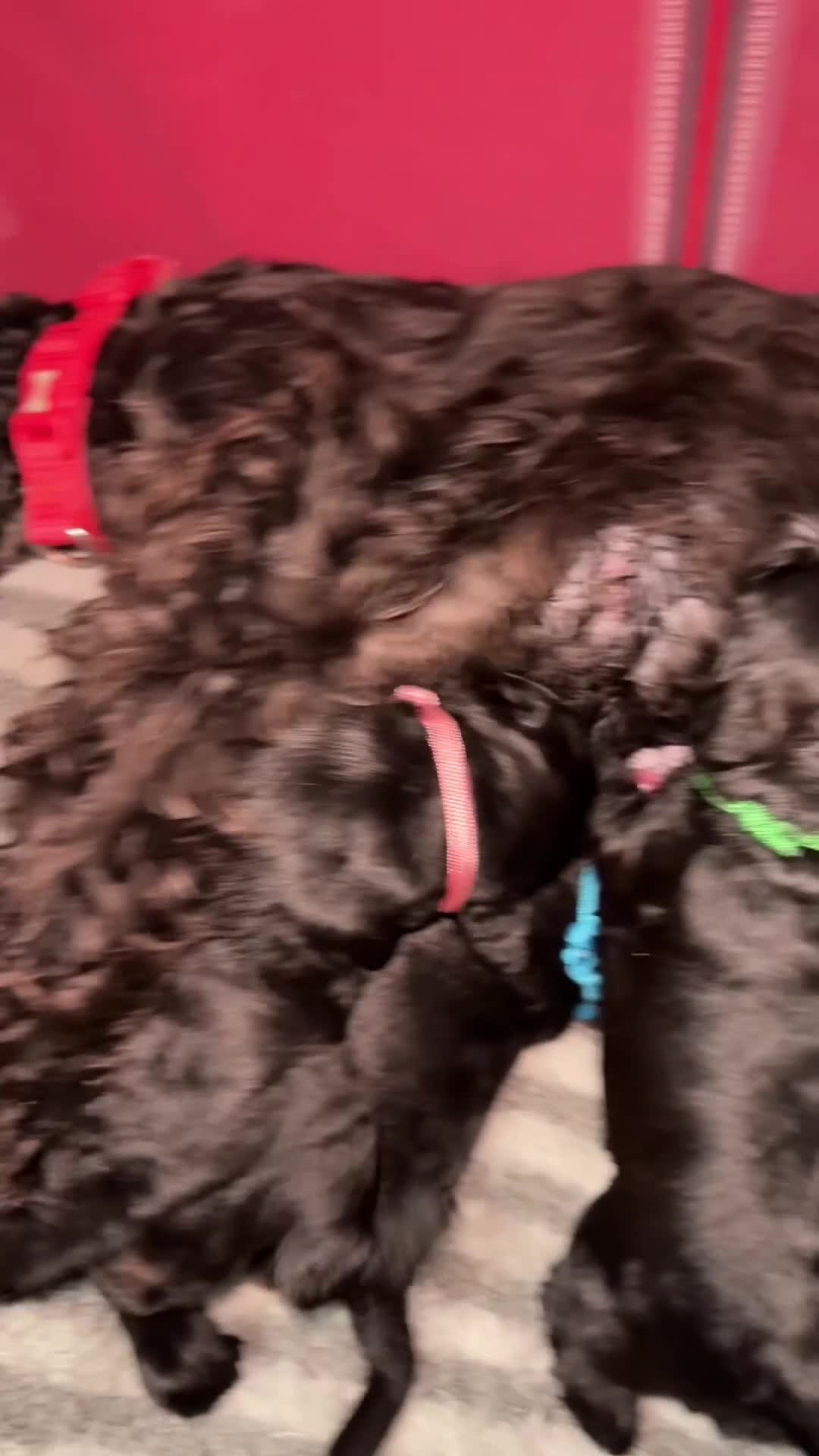 Mixed Breed dogs for sale: F1 Schnoodle Puppies all girl Litter ready March  - Video 2