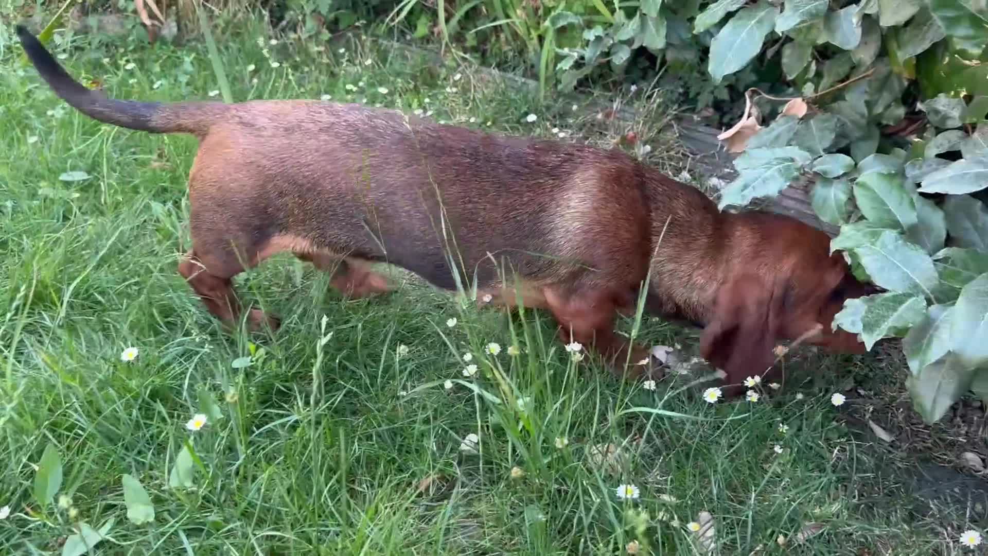 Dachshund dogs for sale: Wire haired & smooth recessives dachshunds - Video 2