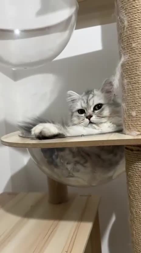 Persian cats for sale: Sliver tip Persian  ready to leave - Video 2