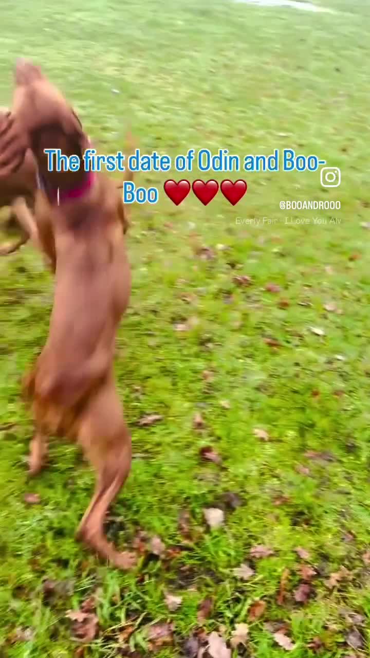 Hungarian Vizsla dogs for sale: Beautiful KC reg Vizsla pups - champion bloodline - Video 1