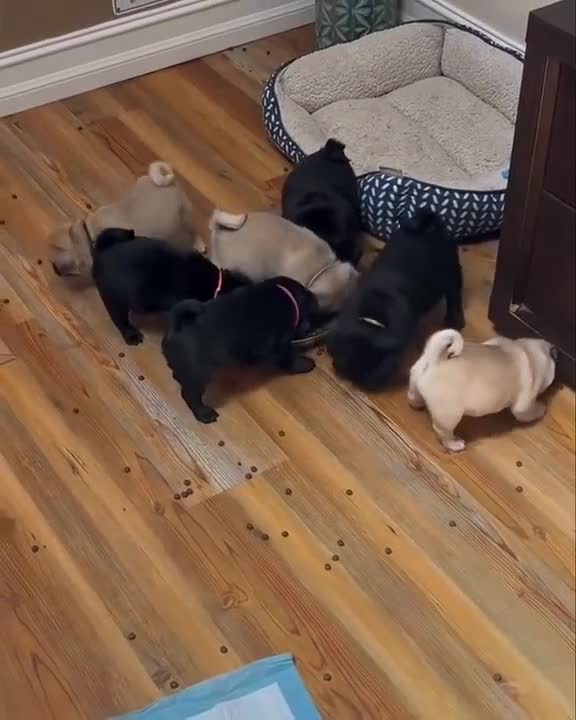 Pug dogs for sale: Home raise fawn&black Pug puppies - Video 1