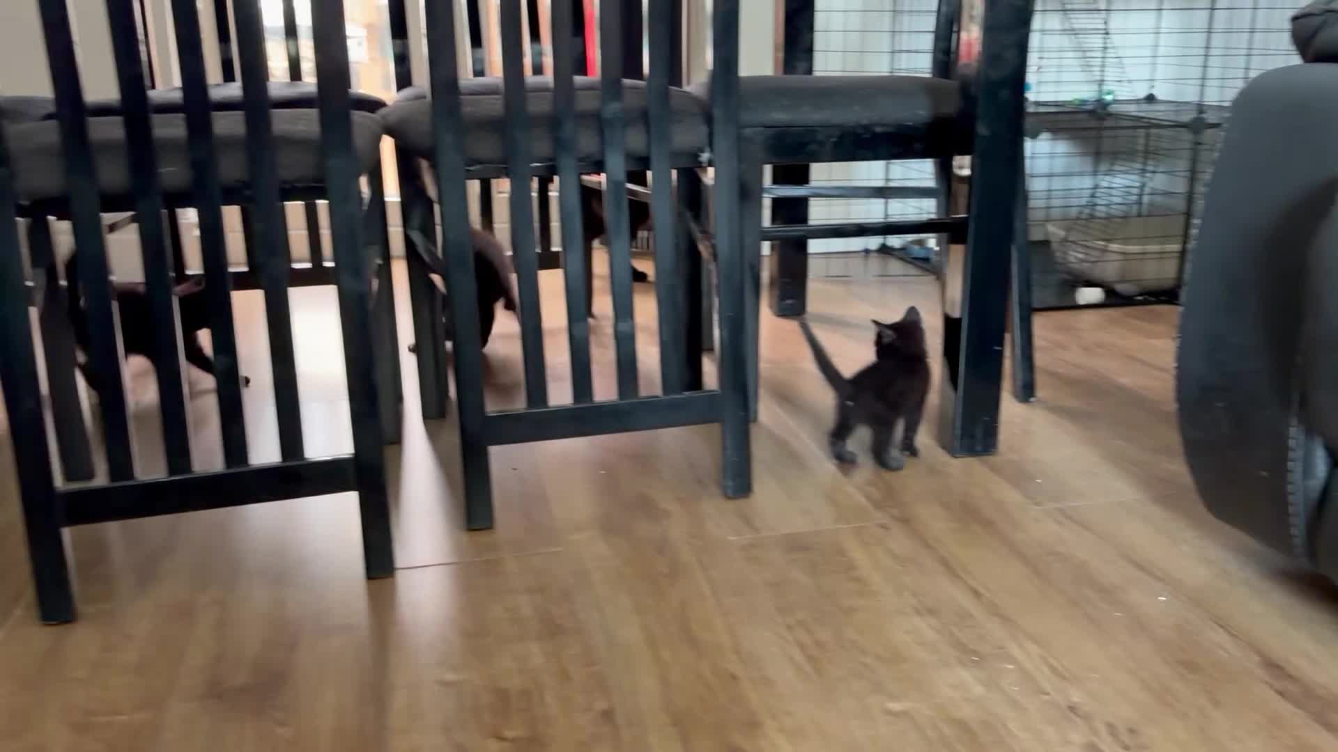 Mixed Breed cats for sale: BSH x Bombay kittens  - Video 1