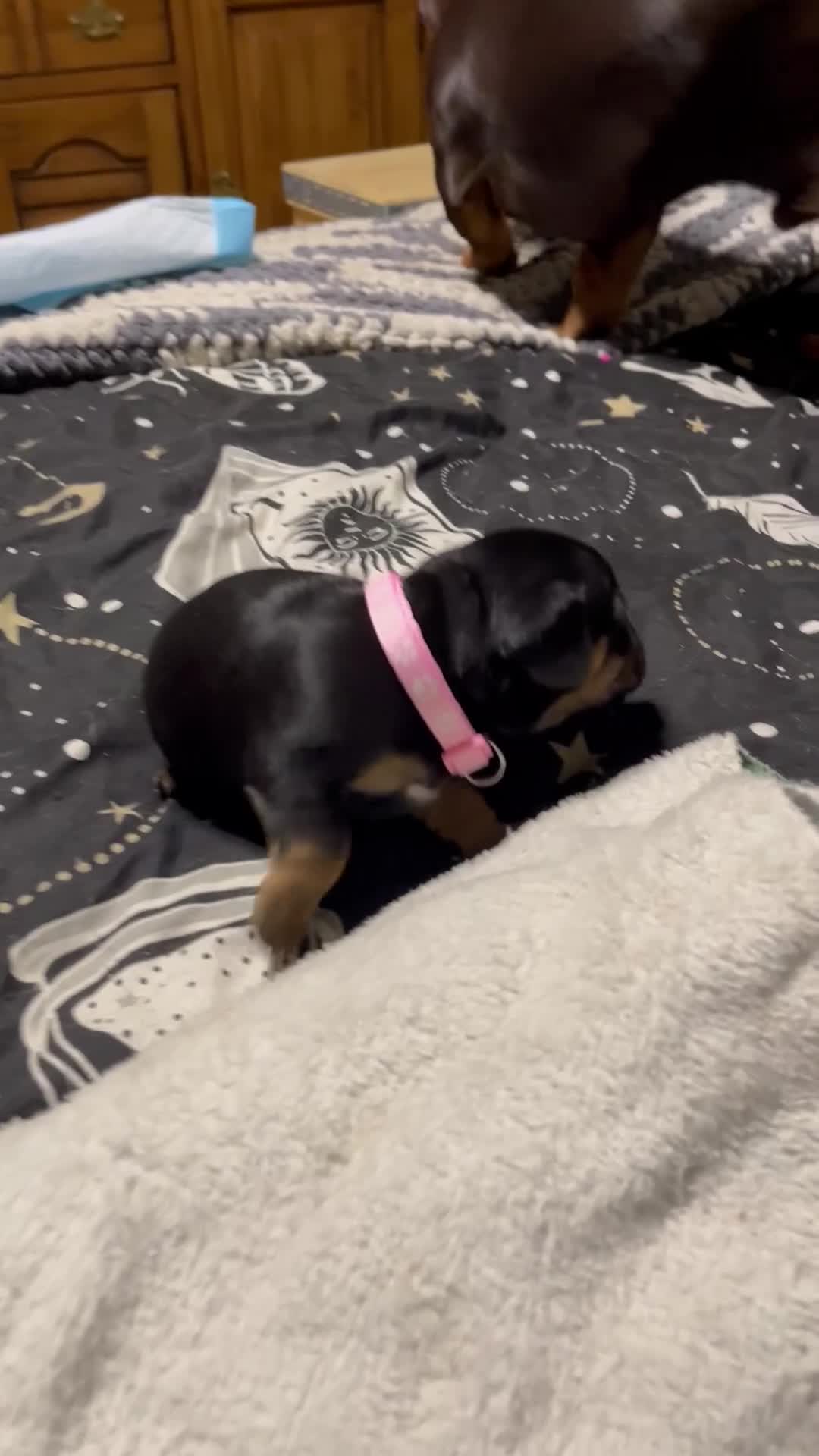 Mixed Breed dogs for sale: Stunning French’s Jack mum and dado dad pups - Video 2