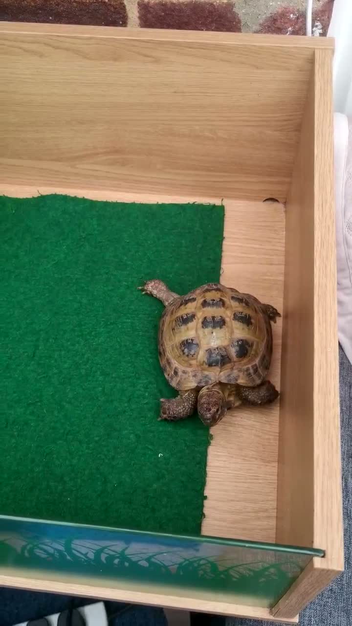 Tortoise reptiles for sale: Male Horsfield Tortoise  - Video 2