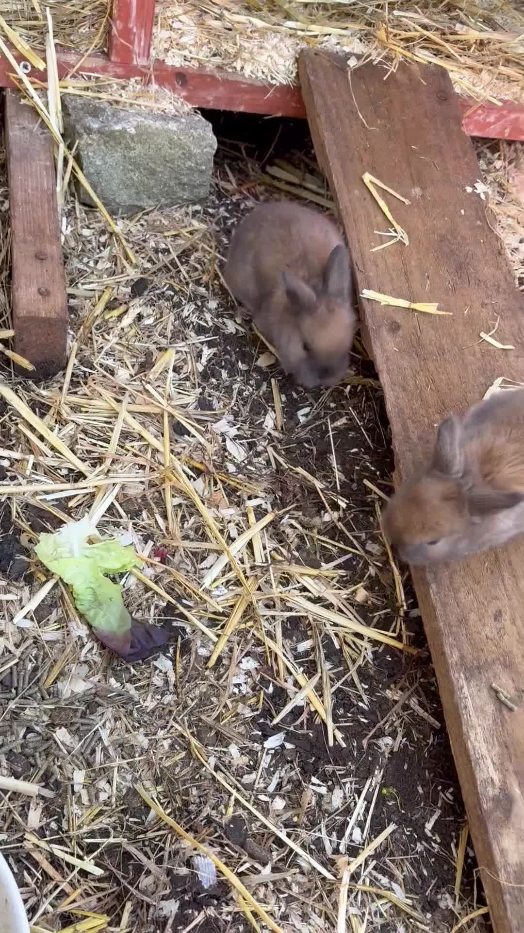 Mixed Breed rabbits for sale: Mini lop cross - Video 1