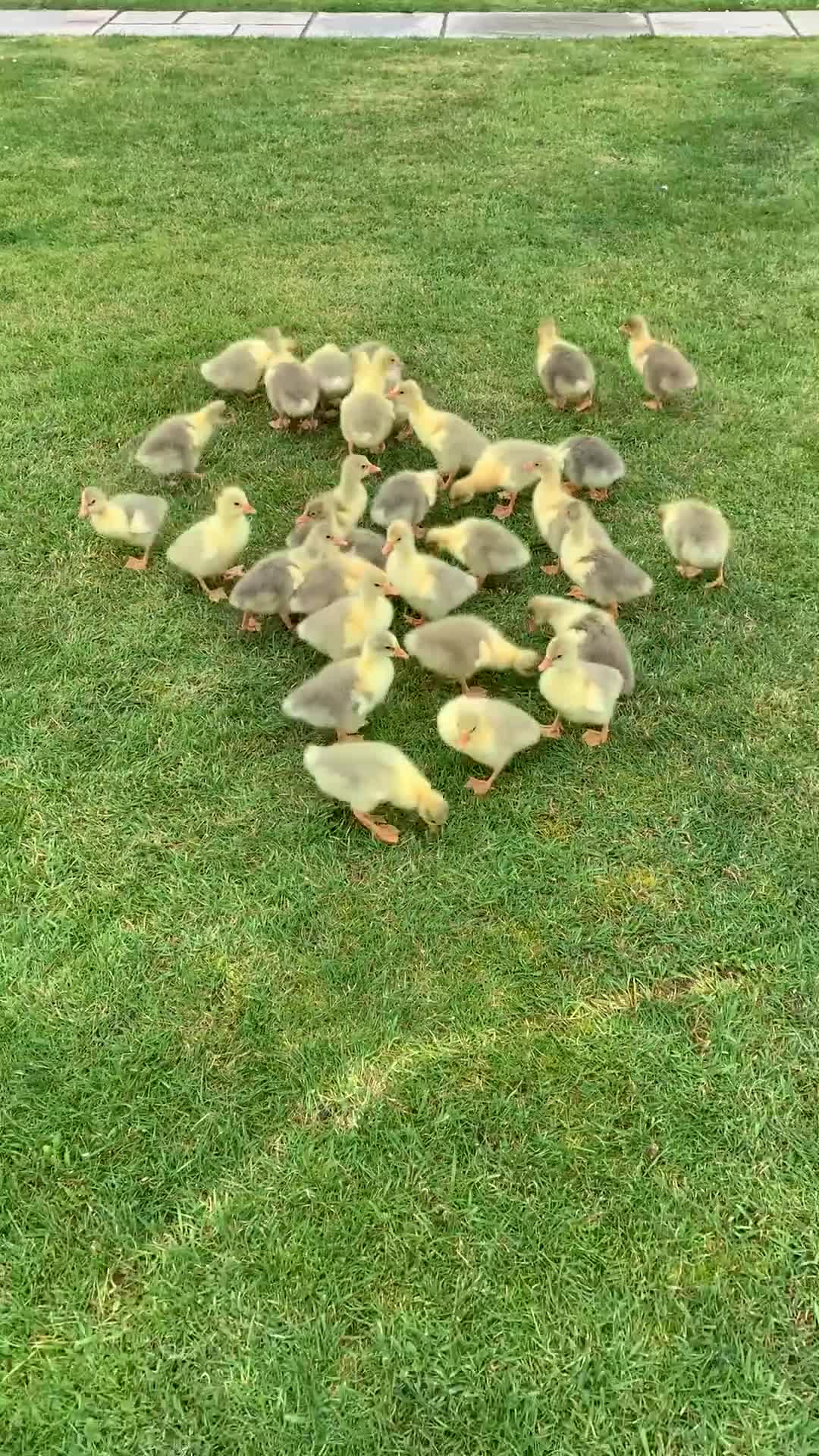 Mixed Breed livestock for sale: One week old tame Embdens goslings - Video 1
