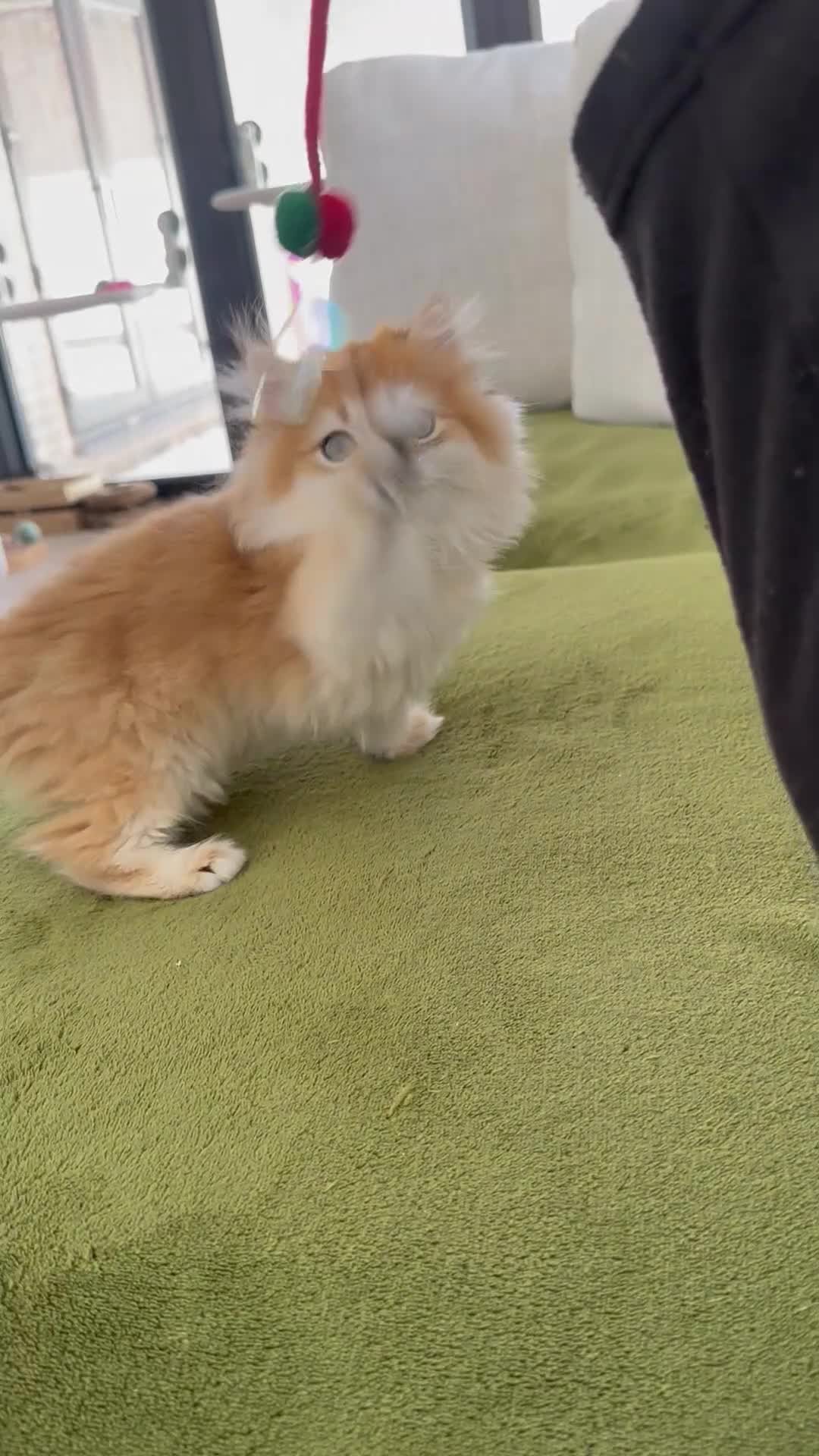 British Longhair cats for sale: STUNNINGLY BEAUTIFUL RARE GOLDEN BRITISH LONGAHIR  - Video 1