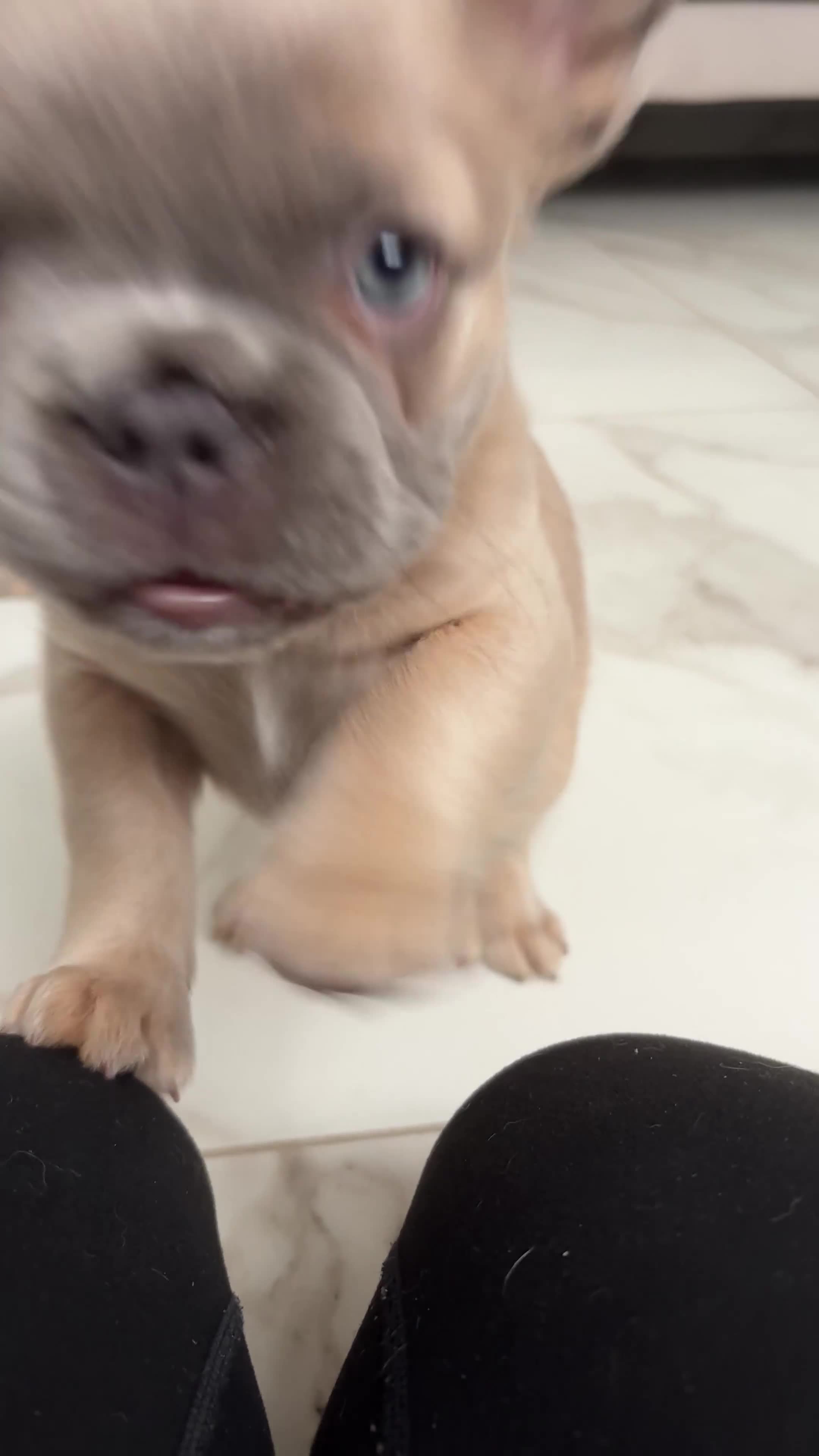 French Bulldog dogs for sale: 4 Fluffy French Bulldogs FOR SALE  - Video 2