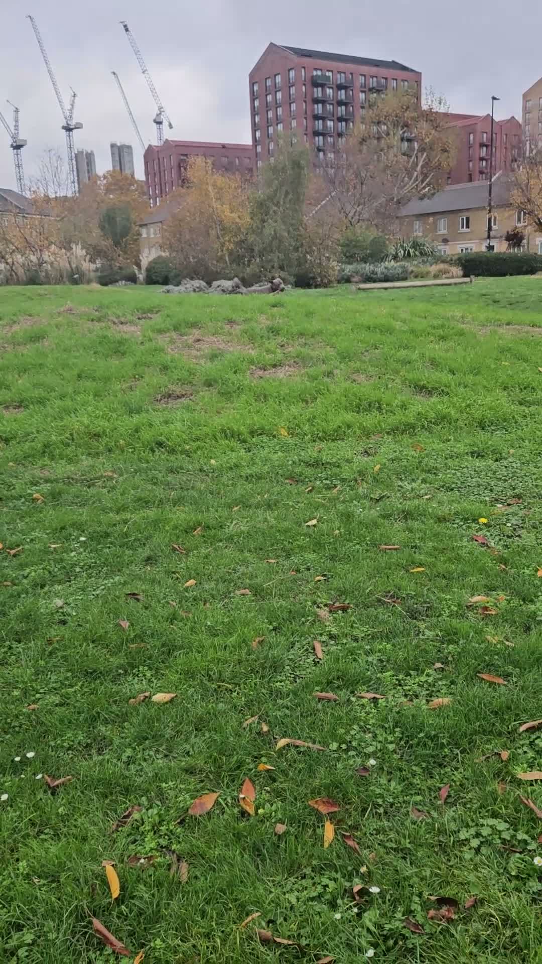Mixed Breed dogs for stud: Staffordshire bull terrier x American Staff in London - Video 2
