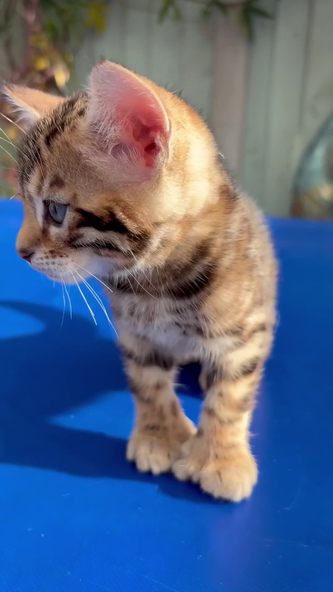 Keetso cats for sale: Stunning golden keetsos  - Video 1
