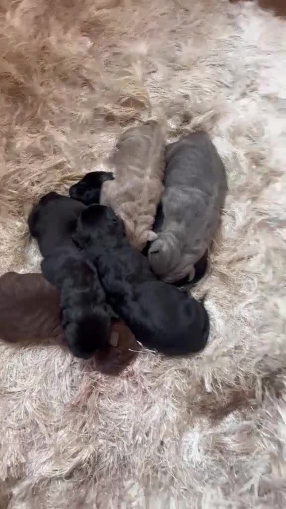 Bandog dogs for sale: Bandogge pups  - Video 1