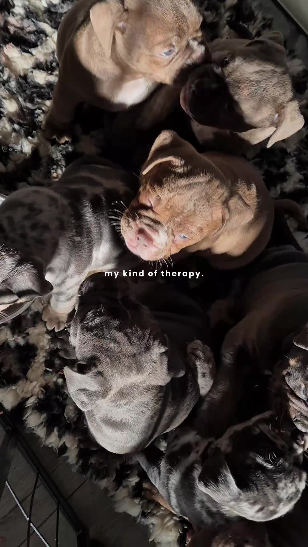 Olde English Bulldogge dogs for sale: Ready now Rare F4 Olde English Bulldogge! - Video 2