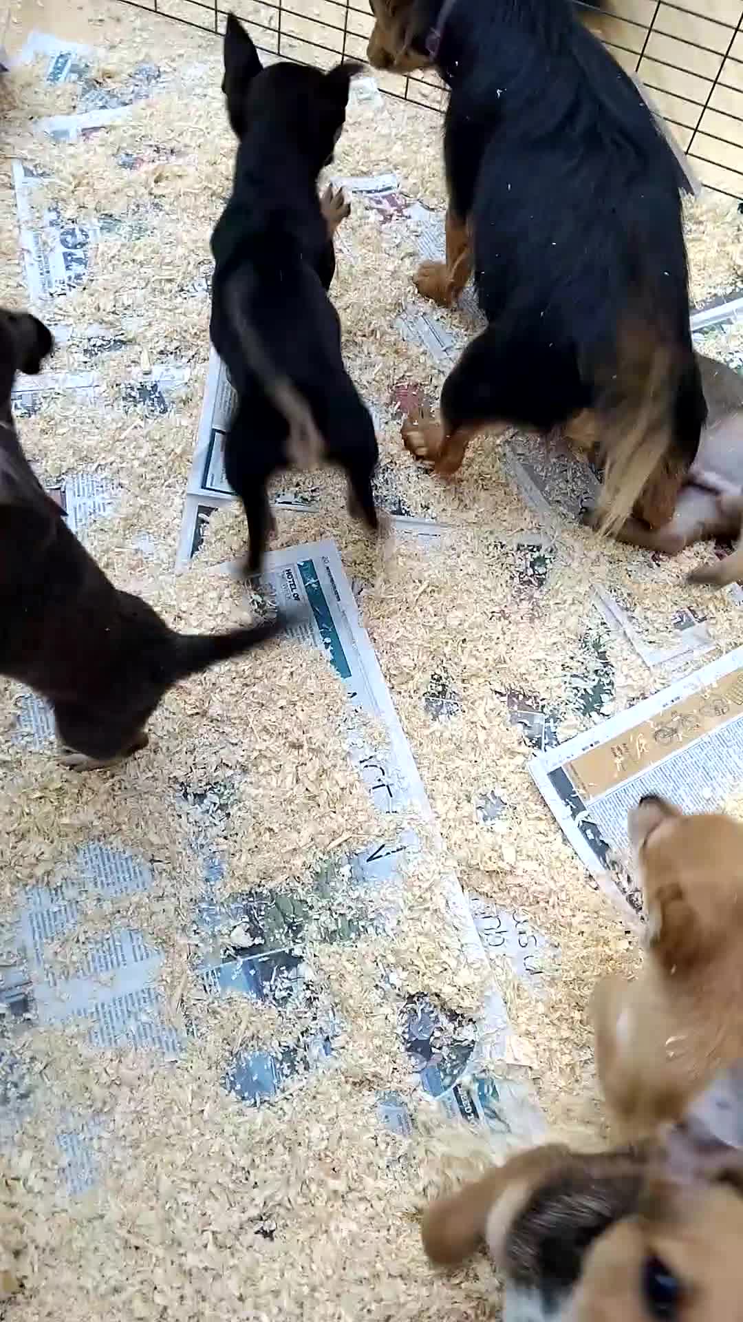 Mixed Breed dogs for sale: 5 beautiful jackchi puppies - Video 1