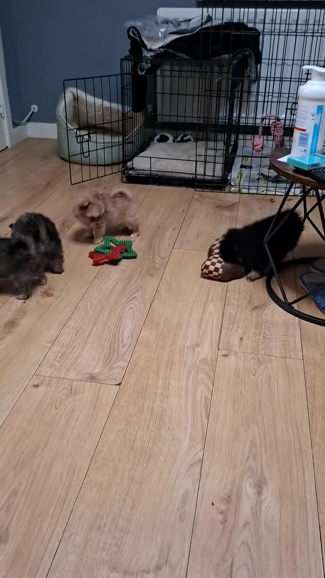 Pomchi dogs for sale: Pomchi  - Video 1