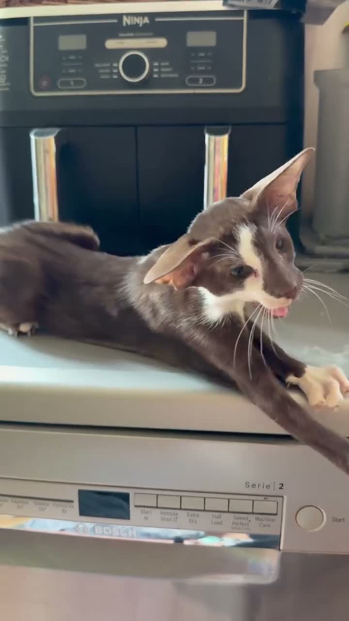 Oriental cats for sale: Wonderful girl, TICA registered  - Video 1