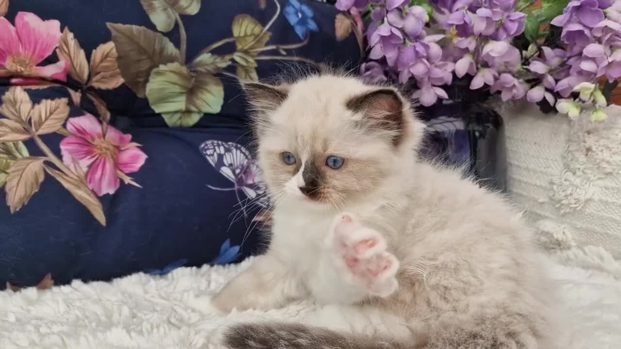 Ragdoll cats for sale: 🌸Stunning TICA🏆Kittens | Award winning cattery🌸 in Slough - Video 1