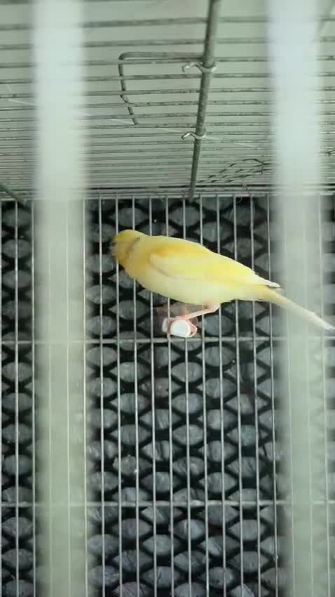 Canaries birds for sale: Cnarries  for sale  - Video 2