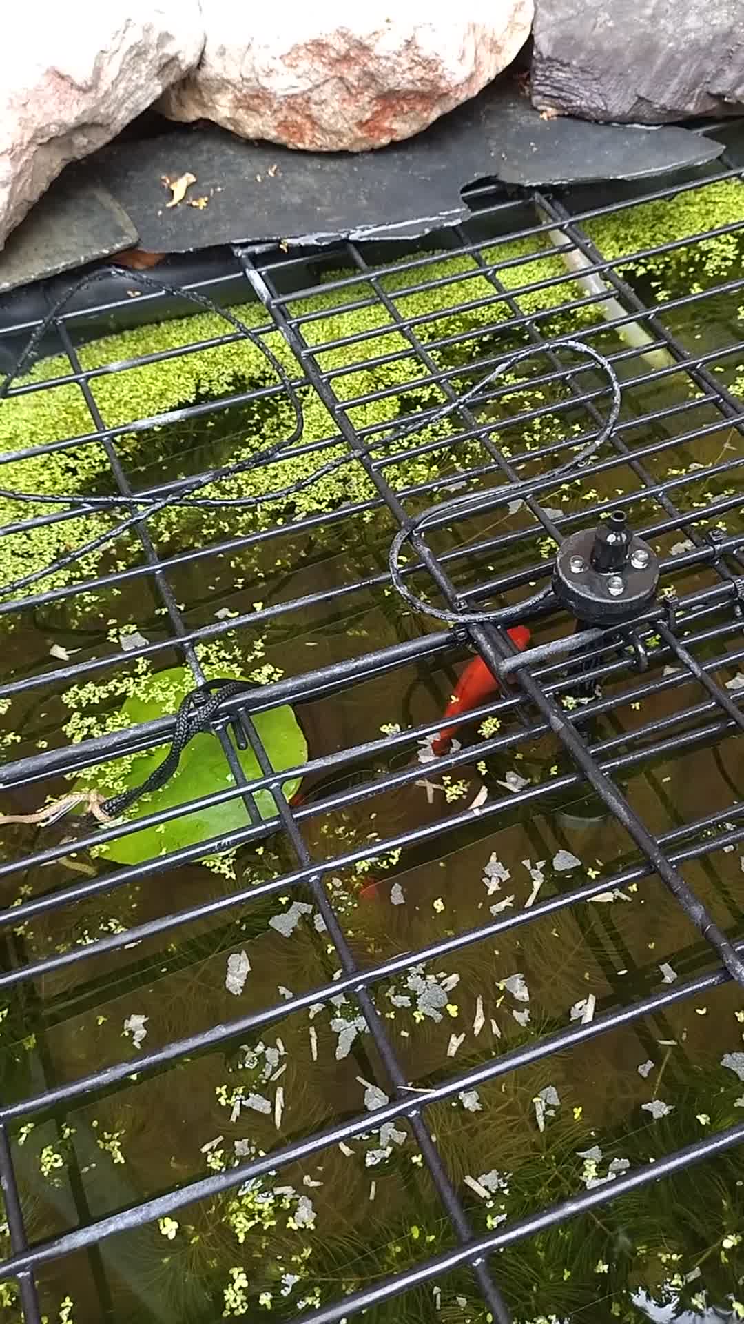 Goldfish fish for sale: Goldfish x3 - Video 1